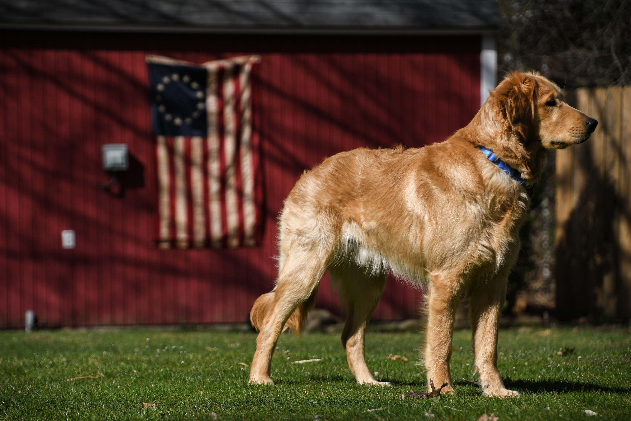 Pet Photography Pricing